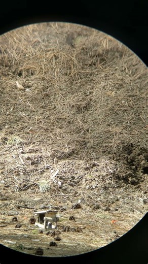 22 Hornet Explodes!!! 45 gr Hornady SP Hornet Bullet Expansion