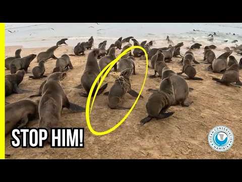 Turtle, Dolphin, or Seal? Ocean Plastic Doesn't Discriminate