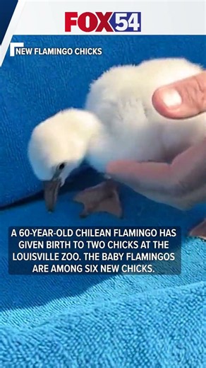 60-year-old flamingo is the mom to two new chicks!