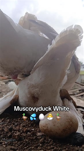 Muscovy Duck: Care Tips and Fun Facts