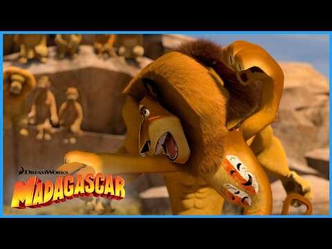 Alex Must Fight!!🥊 | DreamWorks Madagascar
