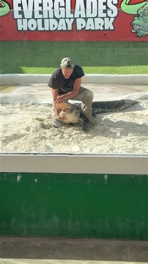Gator Boys face off | Everglades Holiday Park