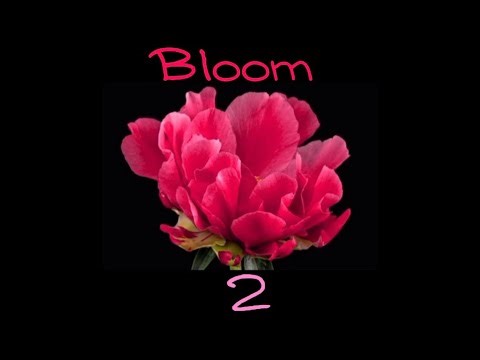 Bloom 2