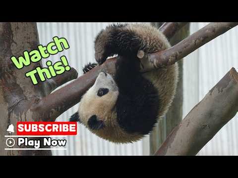 Here Comes The Little Kung Fu Master | iPanda