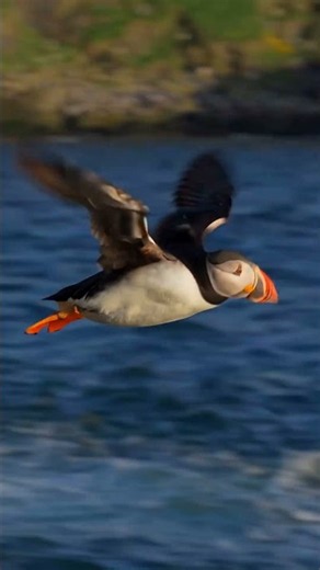 Crash Landing? More Like a Perfect Ten! 🐧 | Atlantic Puffin