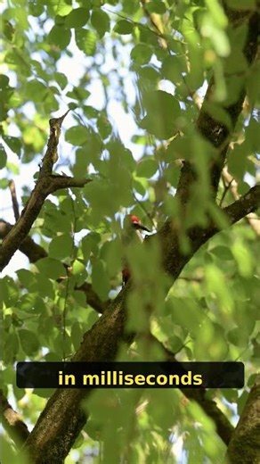 Woodpecker Brain Survives 1,500 G-Force — Humans Die at 25