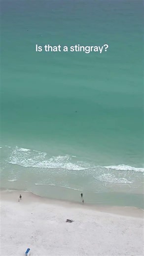 Is this really a stingray that I just saw in the Gulf of America? ￼