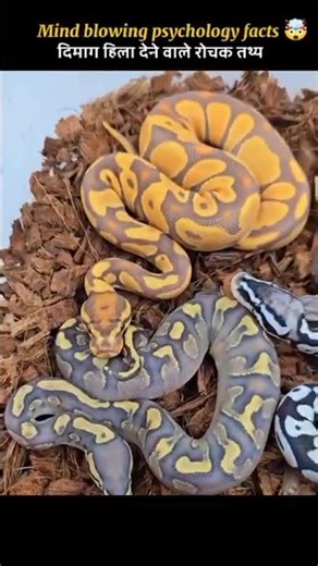 Weird Facts About Ball Python 🐍🐍 #shorts #youtubeshorts #ytshorts