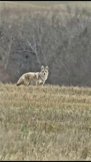 Fur and Fangs: The Ultimate Coyote Hunt #hunting #youtubeshorts