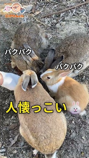 【うさぎ島】～瀬戸内の楽園へようこそ～