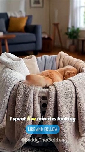 Where's the funniest place your dog has ever hidden?