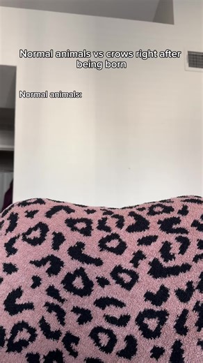 Normal animals vs crows right after being born. #fyp #humor #joke | crows