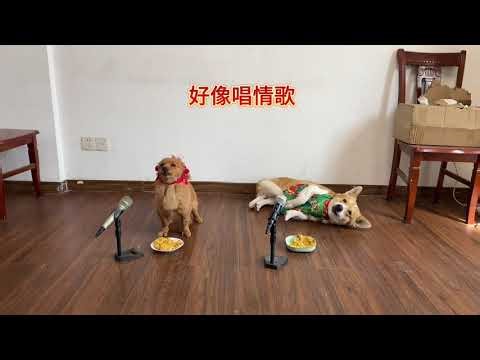 Two Dogs vs. Wolves: A Fierce Showdown