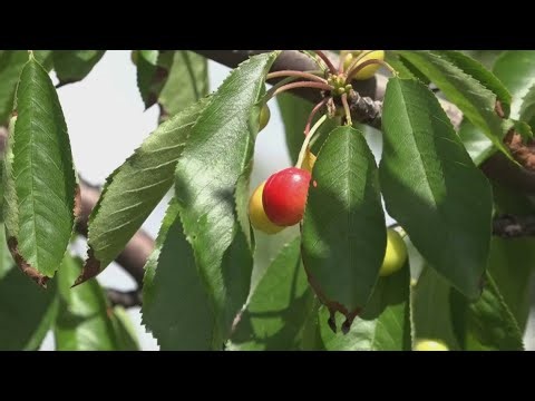 Storms hit at the worst time for some San Joaquin County cherry farmers