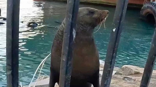 Watch this giant seal get trapped again – rescuers think they’ve seen him before