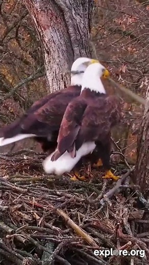 Eagles Dispute Nestorations