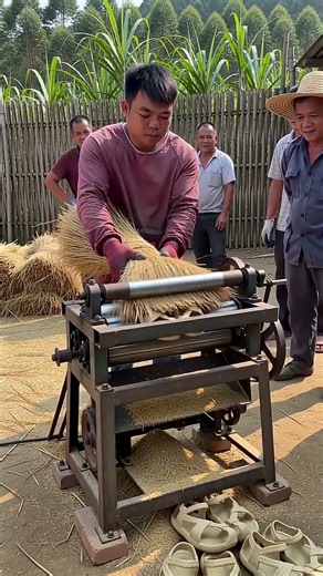 Traditional Grain Threshing Machine 🌾 | Amazing Farming Technology #shorts