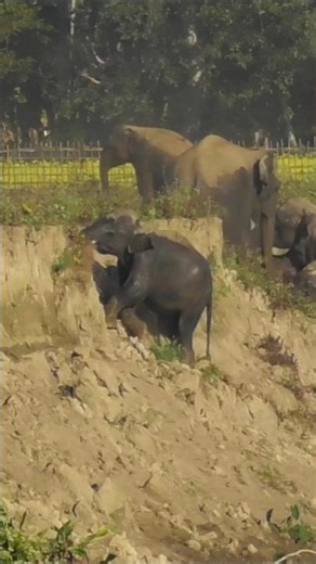 Massive Elephant Herd Climbing Together #shorts #youtubeshorts #short #wildlife #elephant