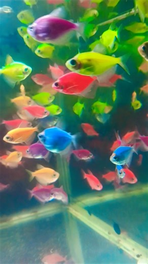 glofish ikan yang cantik #shorts