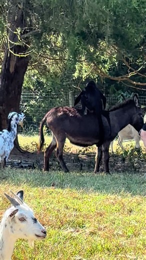 Yep, that’s a Spidermonkey riding a donkey😂 | spider monkey
