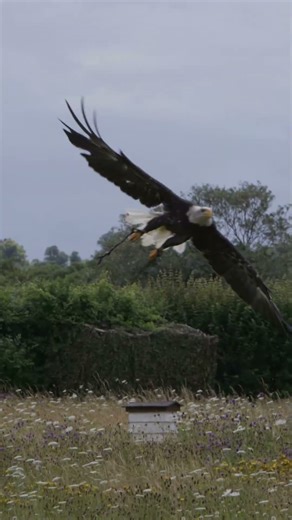Crowned Eagle Africa’s Leopard of the Sky #facts #factmythai