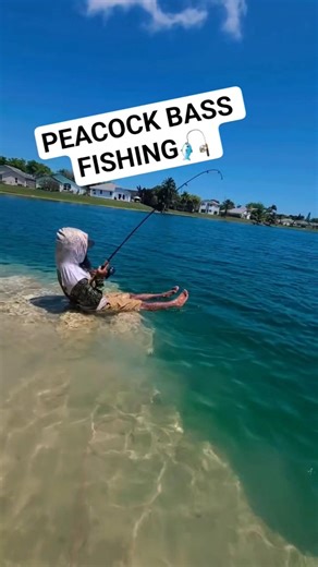 CLEAR WATER FISHING! #peacockbass #fishing