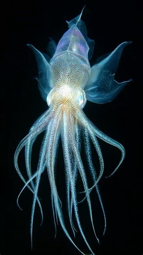 Giant Ghost Squid Discovered in the Darkest Trench of Antarctica