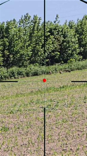 rabbit hunting | caccia al coniglio
