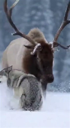 This wolf picked the wrong elk to mess with! 😱