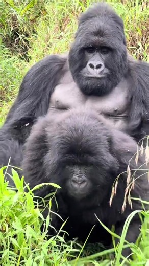 Gorilla Trekking in Bwindi Impenetrable Forest — Uganda Adventure