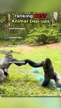 ranking funniest animal dap ups #usa