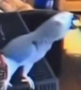 Bird helps police solve murder #fypシ #murdermystery2 #murdernews