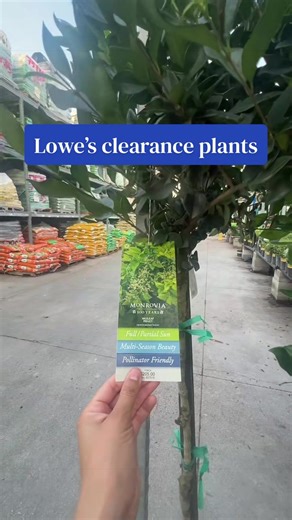 Check out @Lowe’s clearance rack today 5/18/26. #plants #clearance #sale #deal #discount