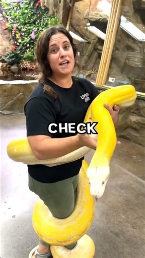 Caretaker Choked by Giant Python Attack | #short #youtubeshort #fyp