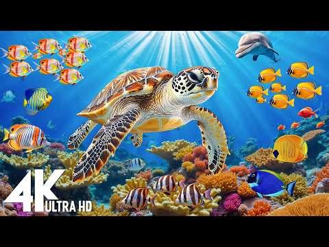 Underwater Wonders 4K - Amazing Fish, Coral Reefs & Sea Animals - Fish Tank Sound For Deep Sleep #8