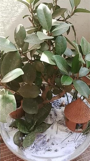 Ficus microcarpa,Best Bonsai plant #gardeningtips#bonsai#🌲 #bonsaiplant‎⁨@BonsaiandGardeningZone⁩ 