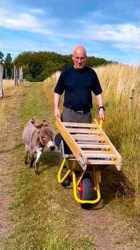 She was attacked at birth, now look at her 💖 #miracle #donkey #rescue