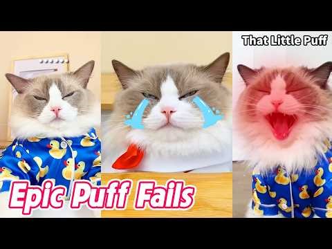Epic Puff Fails Gone Wrong 😹 | That Little Puff