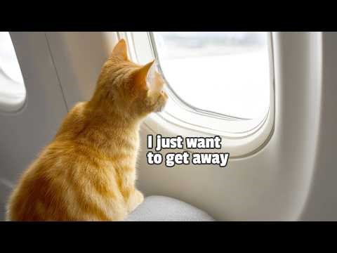 HILARIOUS Pet Escapes 🤣 | 20 Minutes of Funny Animals