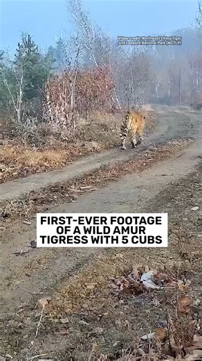 A wild Amur tigress has been filmed with five cubs in tow in the Northeast China Tiger and Leopard National Park. “It's the first time that a mother with five cubs has ever been filmed in China,” said Stuart Chapman, Leader of WWF’s global tiger program, Tigers Alive. “China’s commitment to tiger conservation is delivering incredible results and creating a bright future for these magnificent cats.” The Amur tigress is thought to be around nine years old, and her cubs between six to eight months 