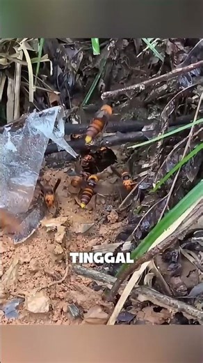 Cara Jenius Melacak Hama Lebah Hornet!