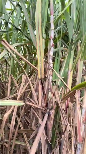 Satisfactory sugarcane leaf clearing process- Good tools and machinery can increase work efficiency