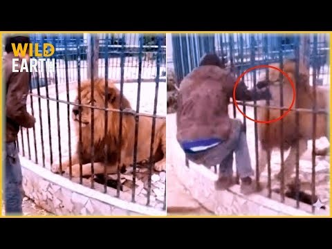 40 Most Brutal Animal Attacks Caught on Camera | WildLife Attacks #69