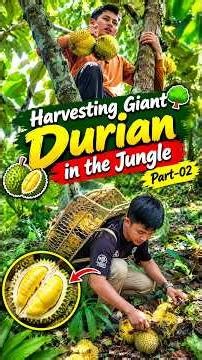 Harvesting Giant Durian in the Jungle 🌳 Part-02