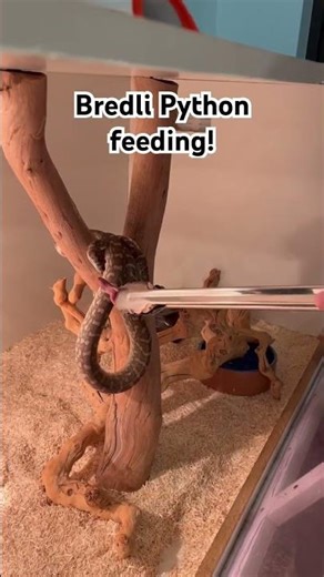 Young Bredli python munching on a small Mouse. #carpetpython