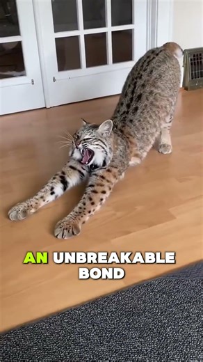 Look at This Wildcat Trapped and Helpless 🐾 #animalrescue #wildliferescue