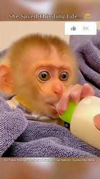 Shocking Rescue! Abandoned Baby Monkey Becomes Family 😳❤️ #animals #wildlife #monkey #animalrescue