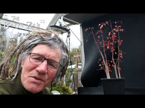 Repotting My Cascalote Trees, The Bonsai Zone, March 2026