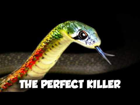 Poisonous Snakes Exist… and they’re gnarlier than you’d think 
