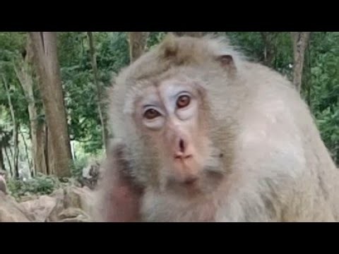 The monkey mother takes good care of her lovely baby live!